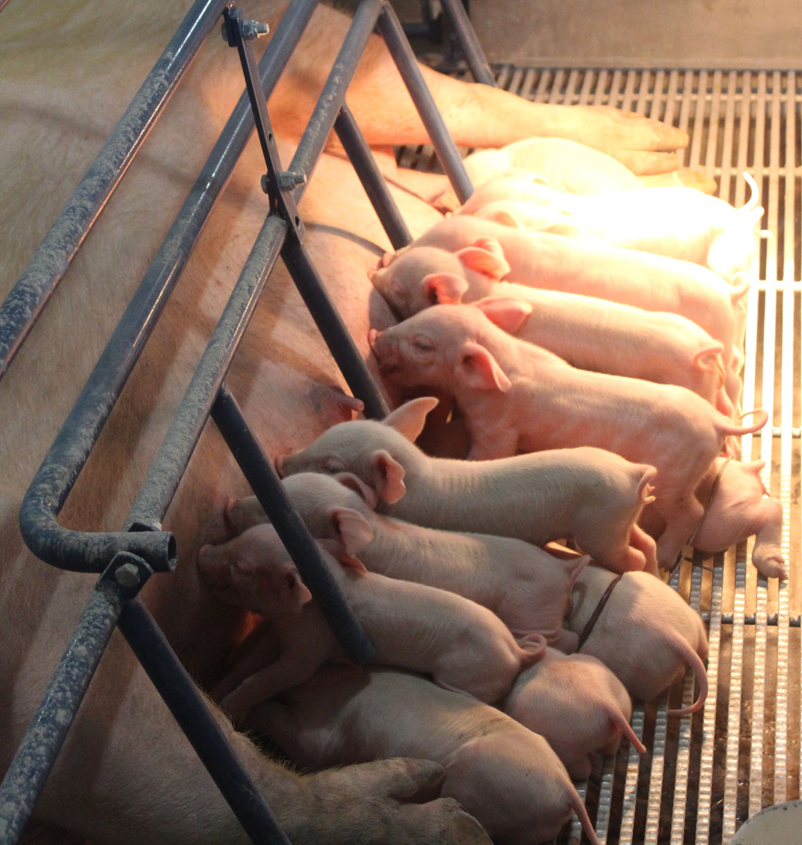 Hog Slat farrowing crates are designed to create a protective setting for farrowing sows and their new-born piglets, creating an ideal environment for litters to easily nurse, rest and maximize litter survivability.