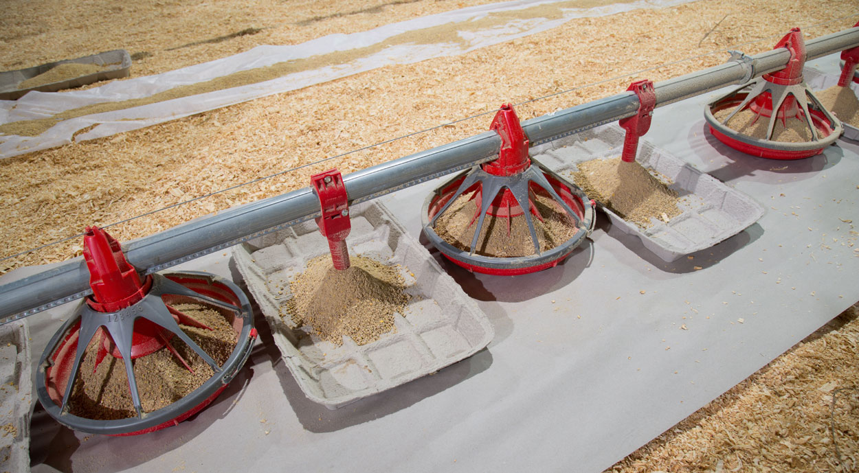 GrowerSELECT® Kwik-Start chick feeders, shown installed between Classic Flood feed pans on a broiler house feed line. Kwik-Start chick drops are a convenient and reliable way to keep feed trays filled at the beginning of a new flock.